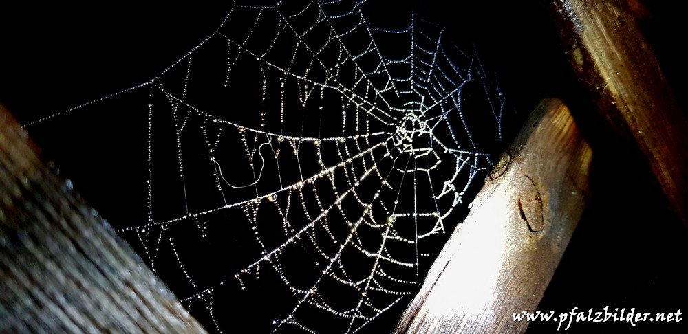 Spinnennetz-Nachtaufnahmenl~001
