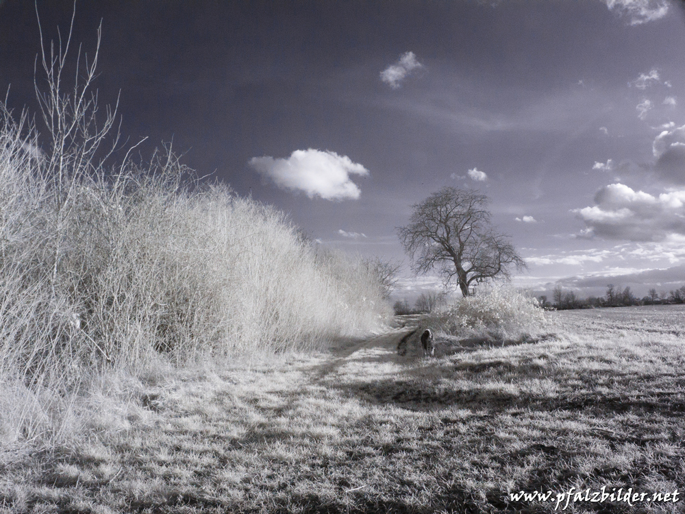 Roedersheim-Feld-IR~002