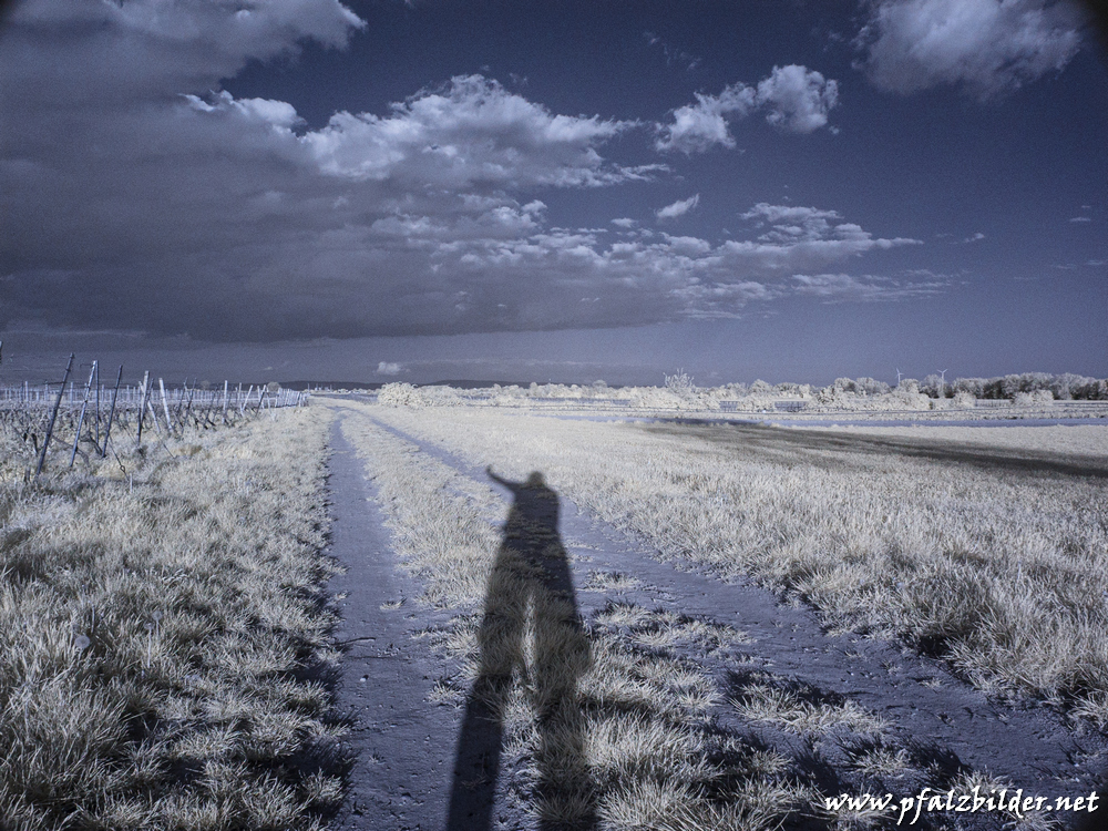 Roedersheim-Feld~IR~006