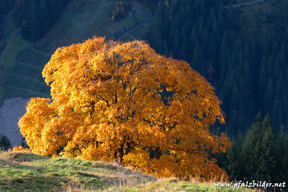 Hinterglemm-Martenweg~004