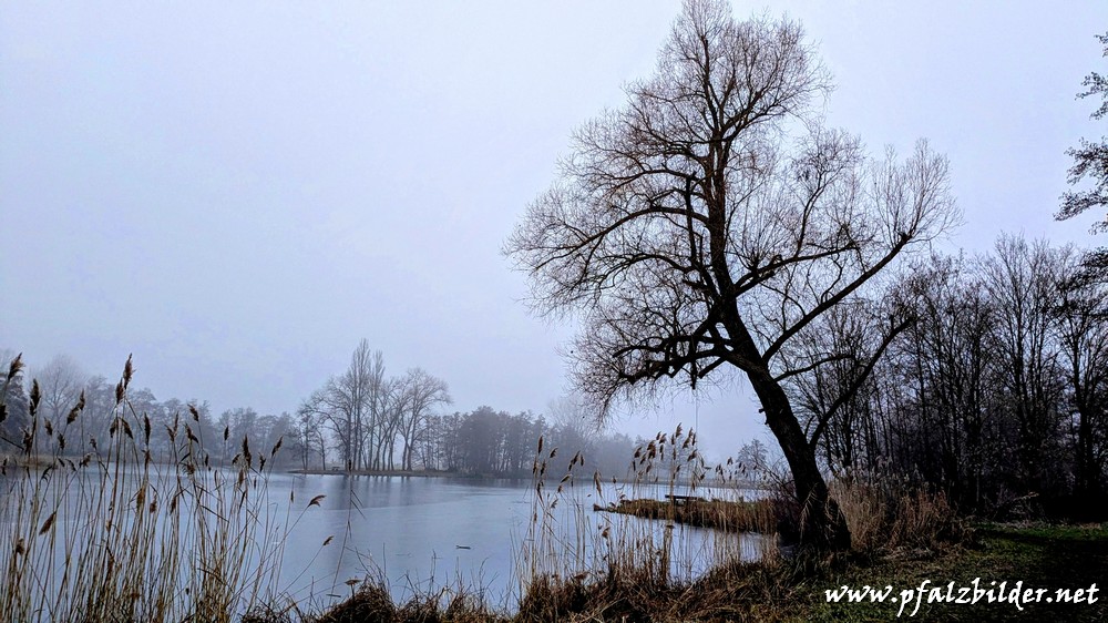 Niederwiesenweiher~003