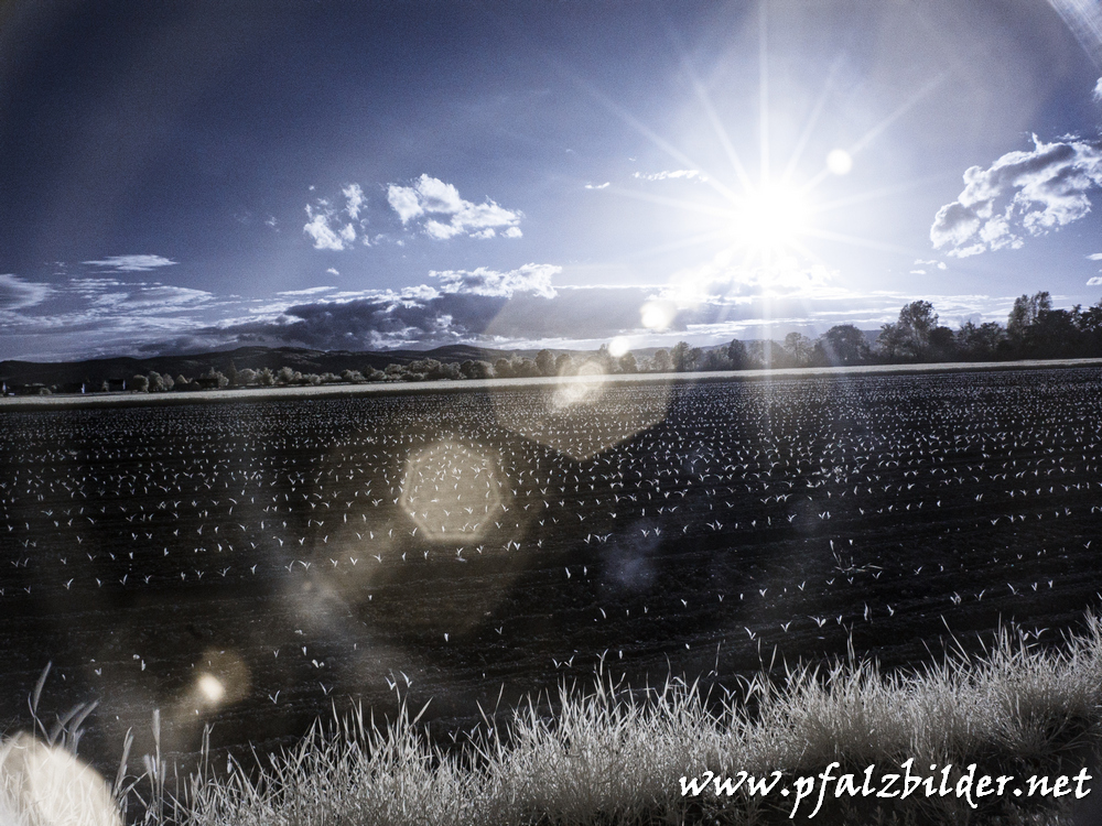 Roedersheim-Feld~IR~002
