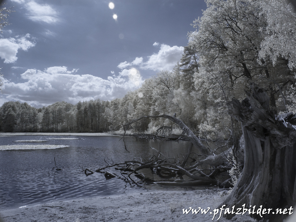 Pfaelzer-Woog~002